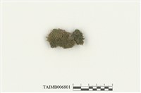 藏品(叢苔科)的圖片